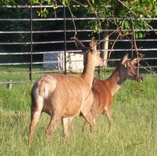 deers _on the ashton court estate in bristol