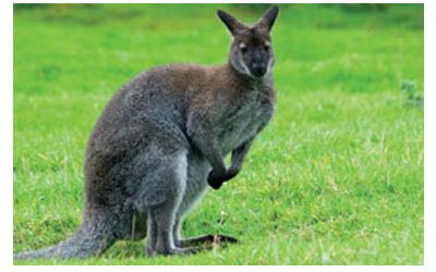 avon valley animal park