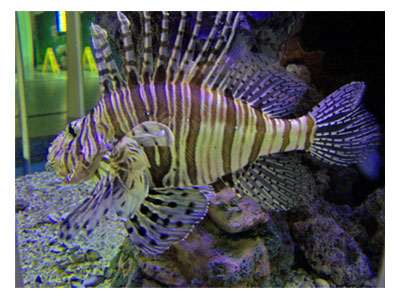 The SeaQuarium 