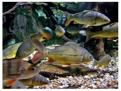 The SeaQuarium 